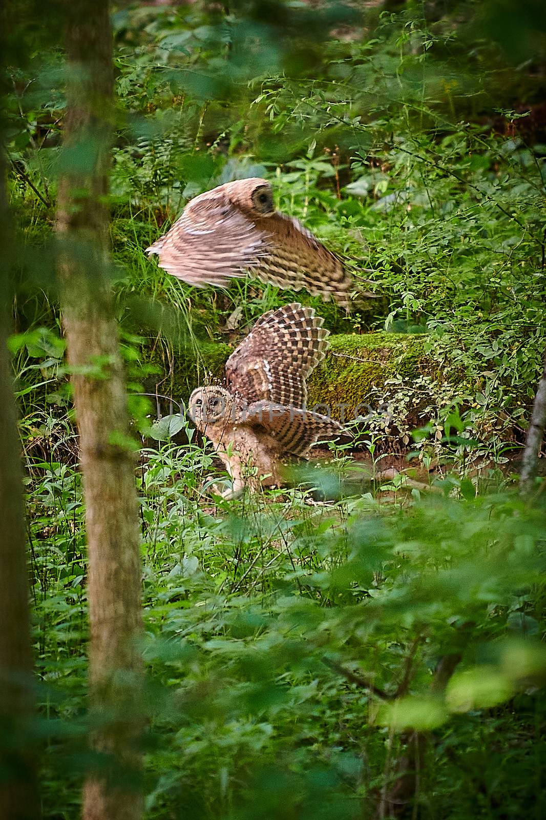 Young juvenile Barred Owls learning to hunt. by patrickstock