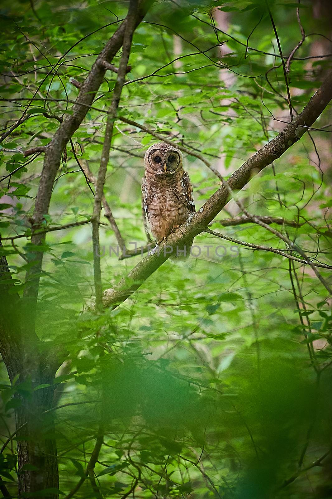 Adult Barred Owl sitting in a tree.