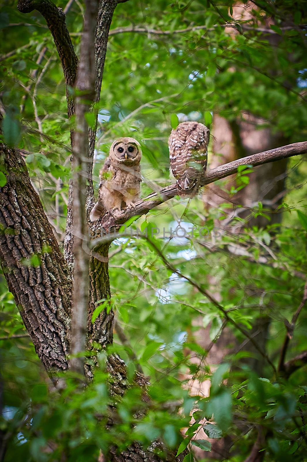 Juvenile Barred Owls sitting in a tree.
