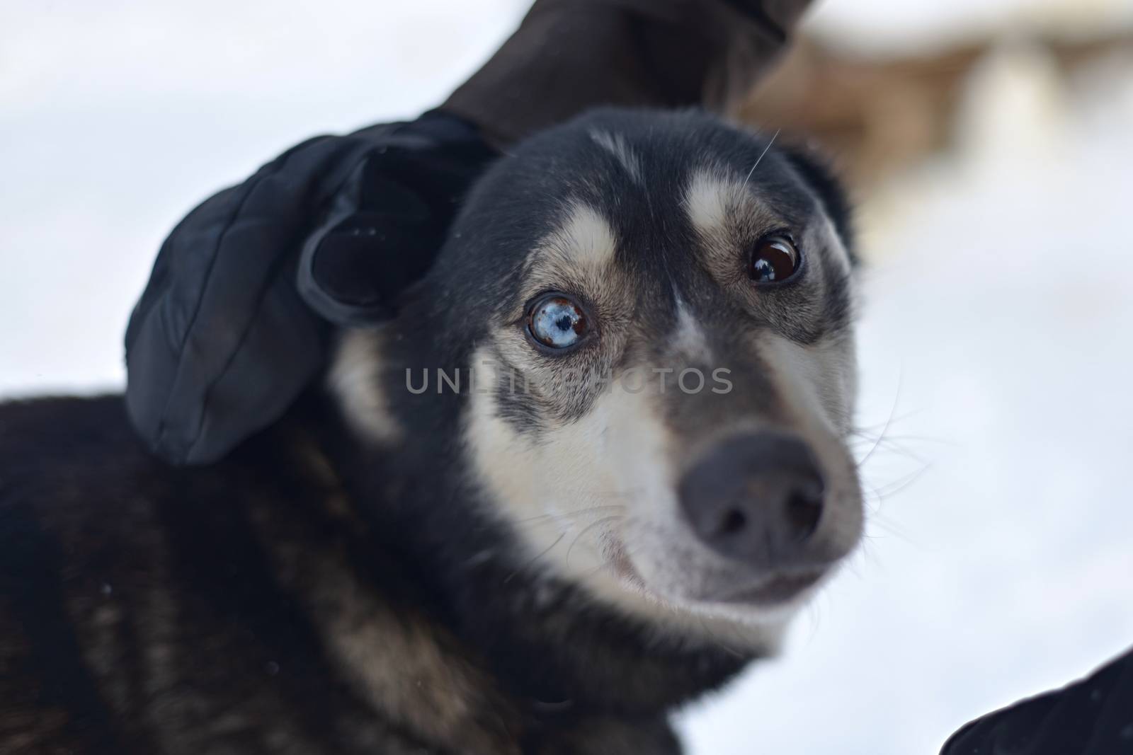 This black working husky is being petted and its strikingly beautiful blue and brown eyes look at the camera
