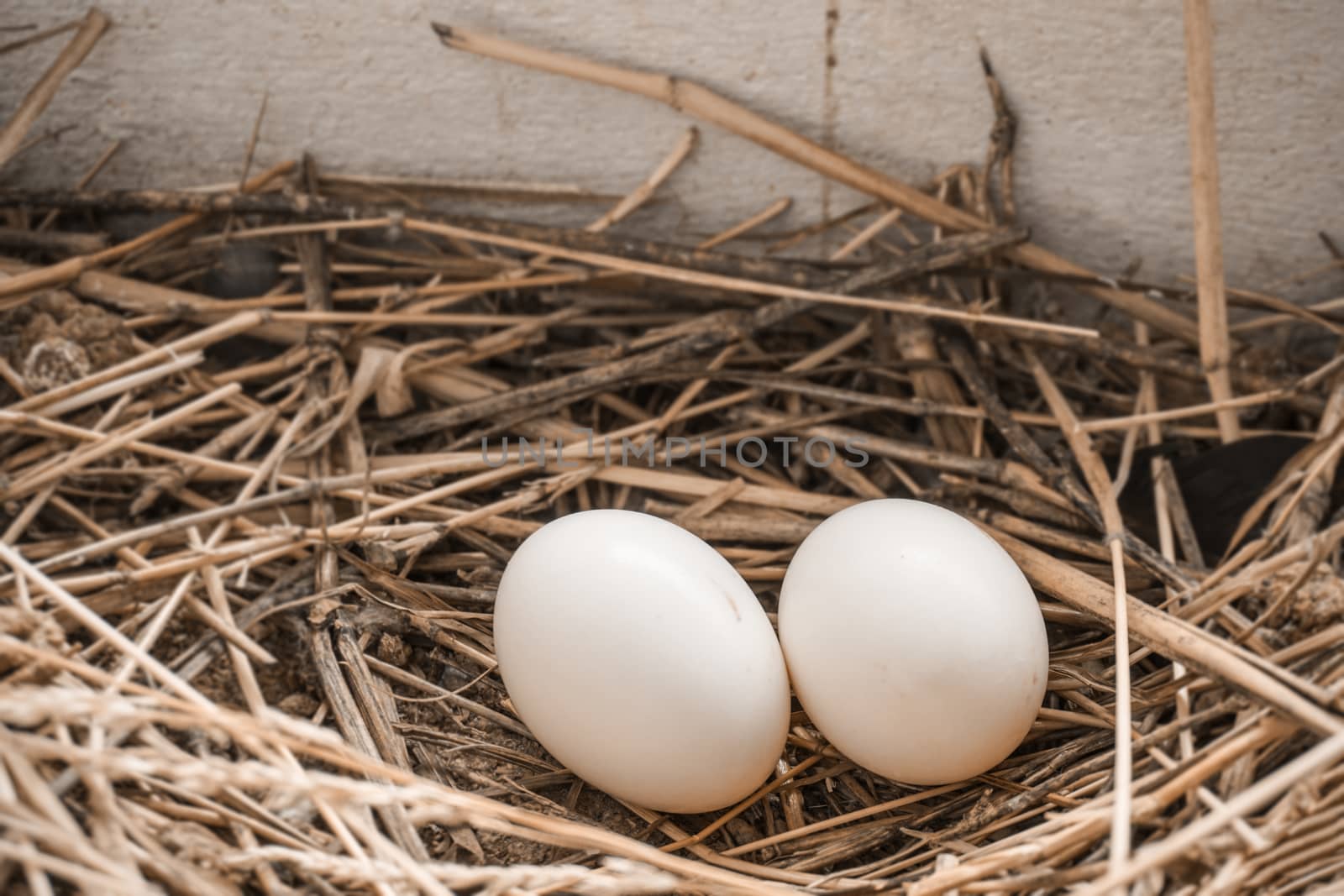 pigeon eggs in bird's nest. by Urvashi-A