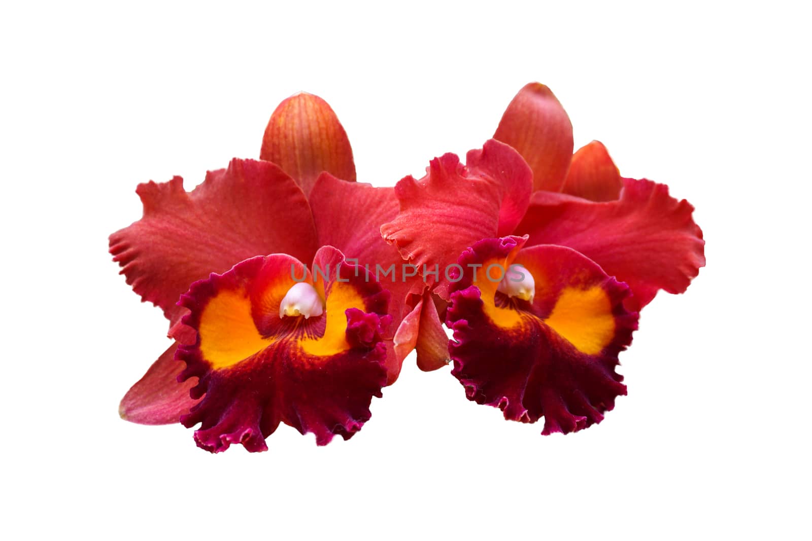 Red orchid flowers isolated on white background with clipping path.