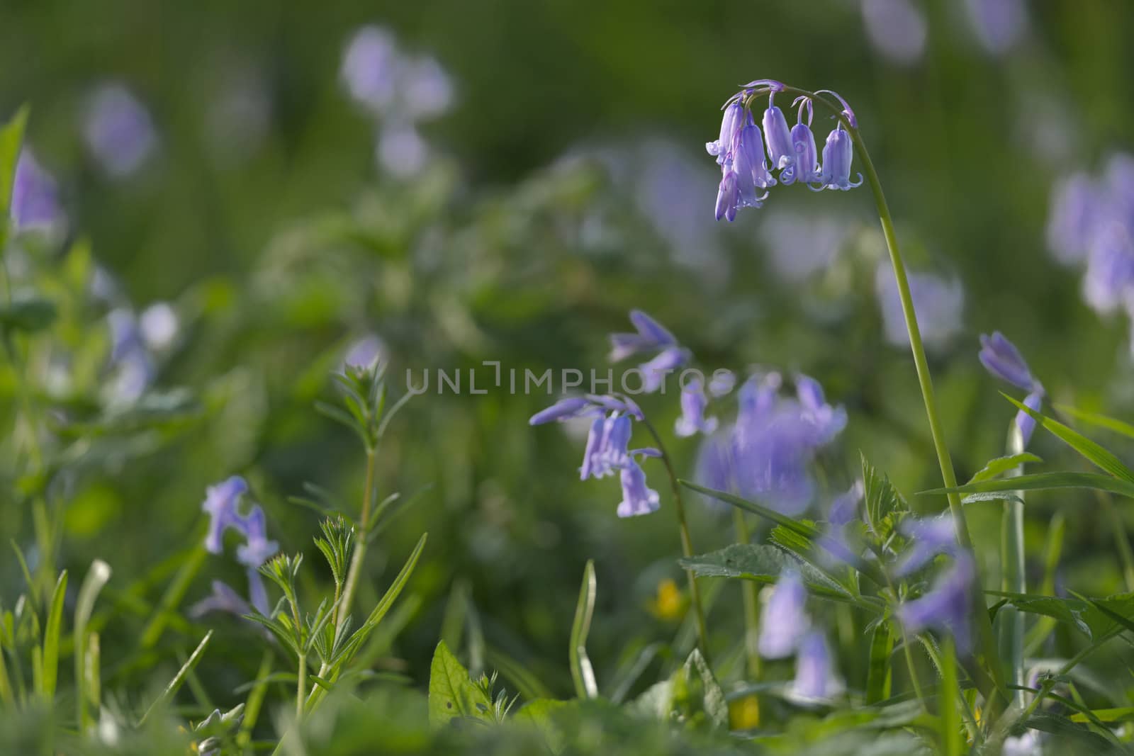 british bluebell close up with a blurred background