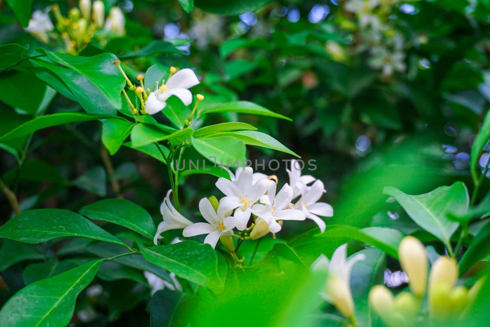 Orange jasmine or murraya paniculata flowers in the garden.