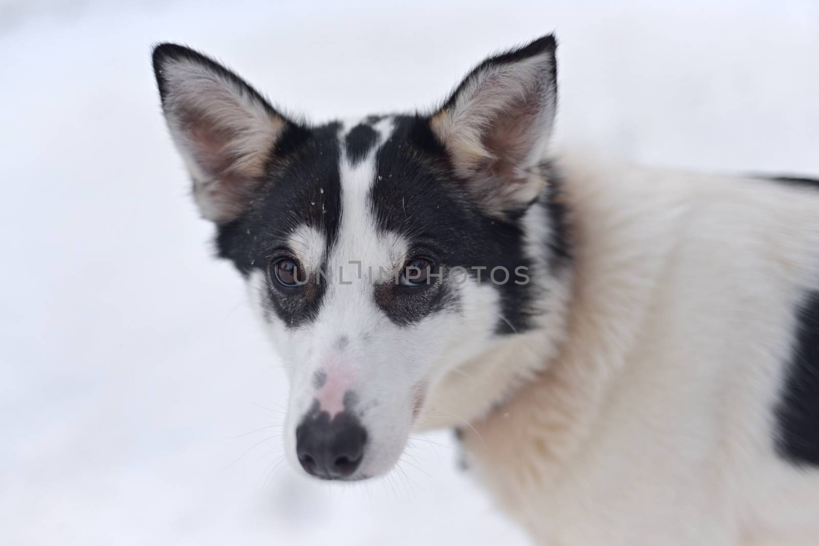 Black and white husky dog by RhysL