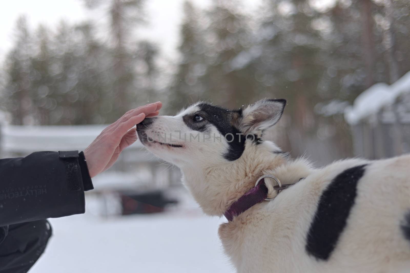 This curious white working husky with black patches sniffs an outreached hand, with a snowy background of alpine trees