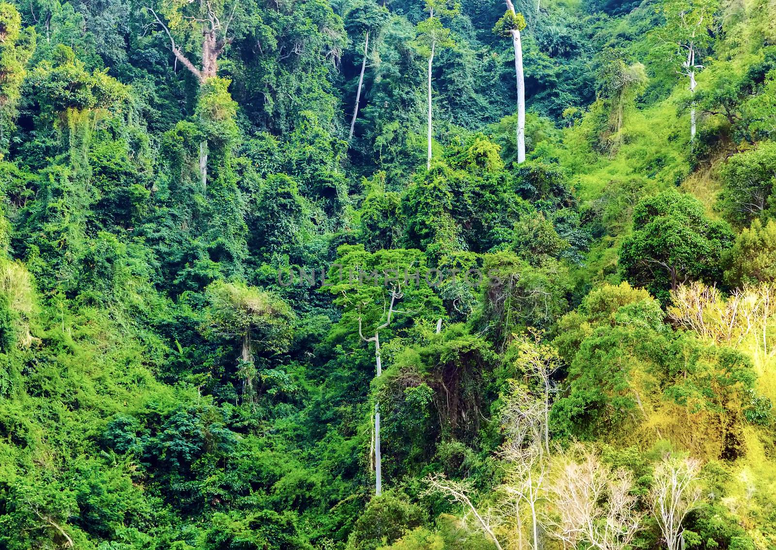jungle beautiful nature green leaves background exotic