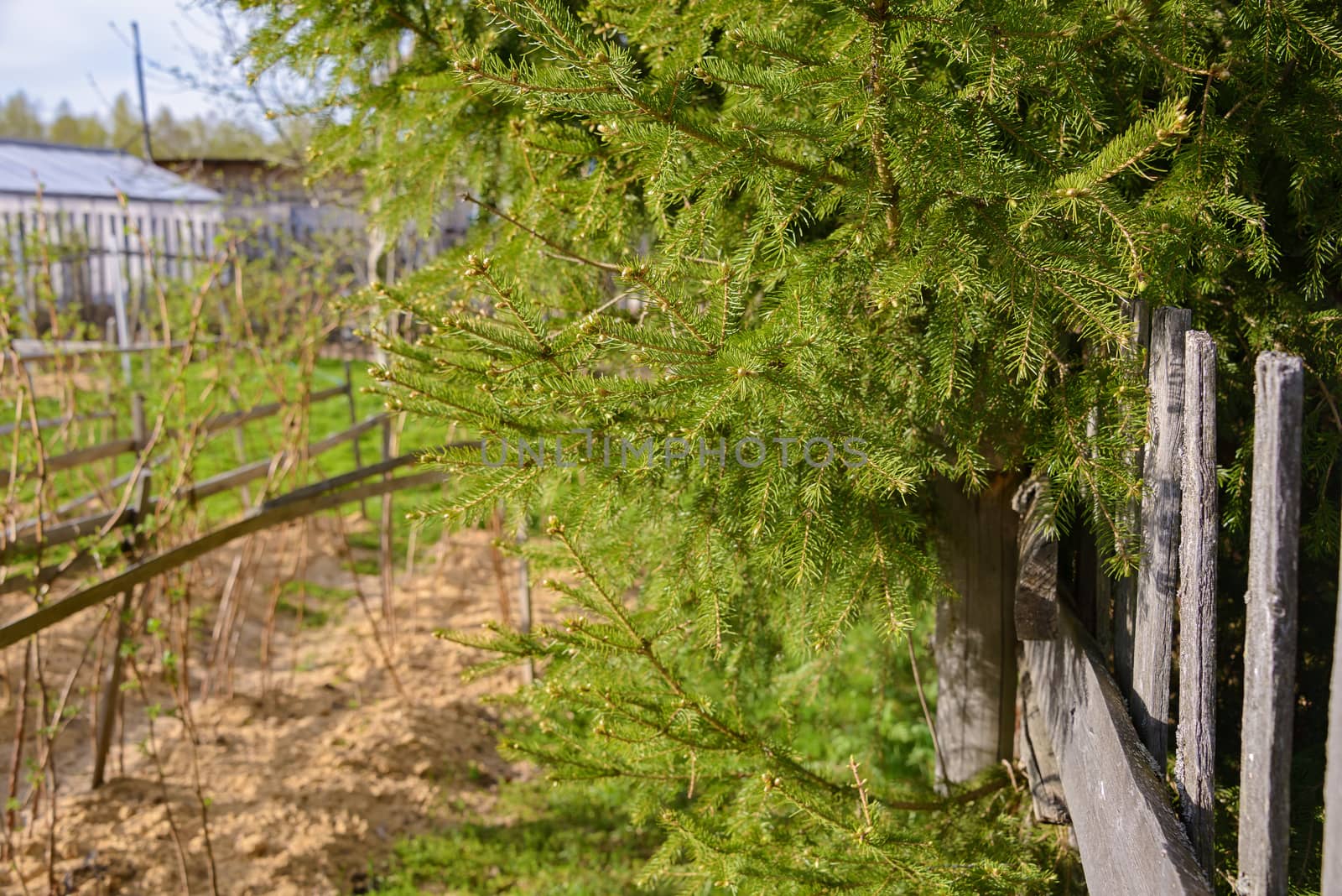 Green spruce branches and gray old wooden fence with cracks on a sunny day of the beginning of the month of May.