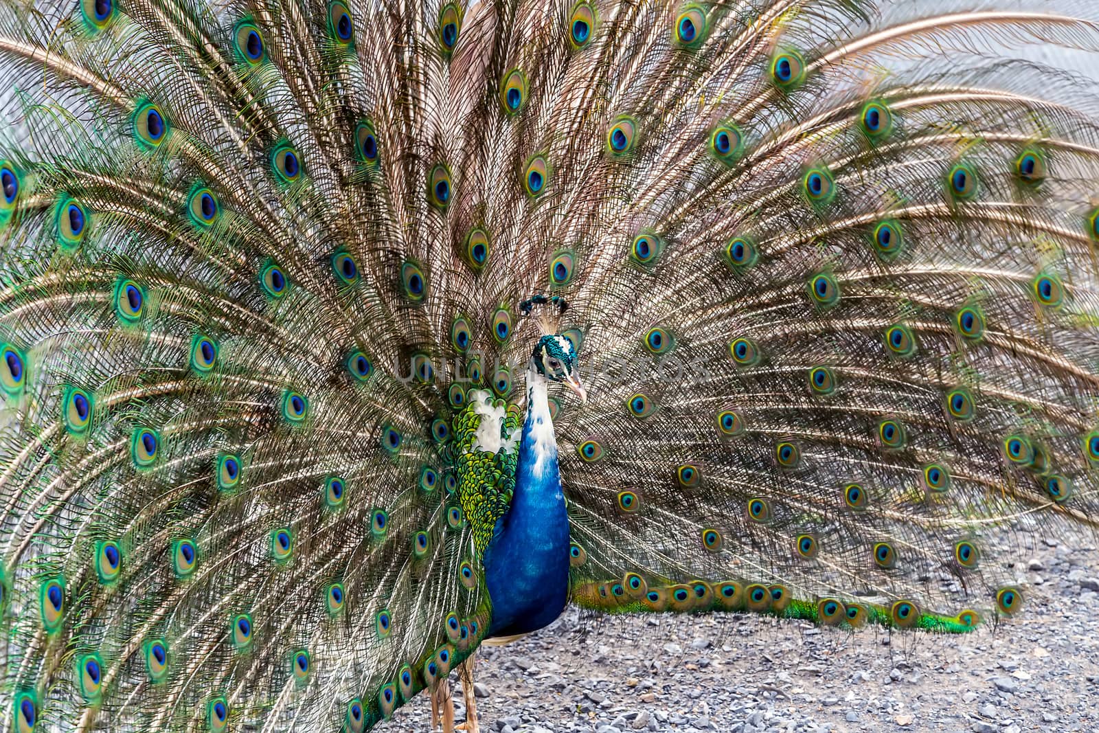 Peacock feather tail fan beautiful dancing portrait