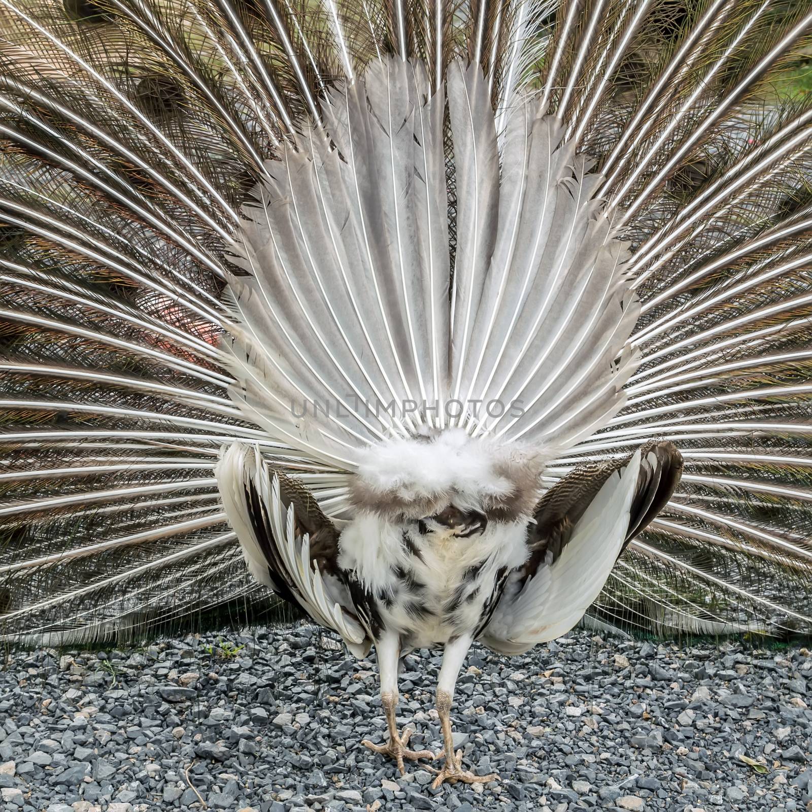 Peacock back beautiful tail fan ass protest dancing portrait hen