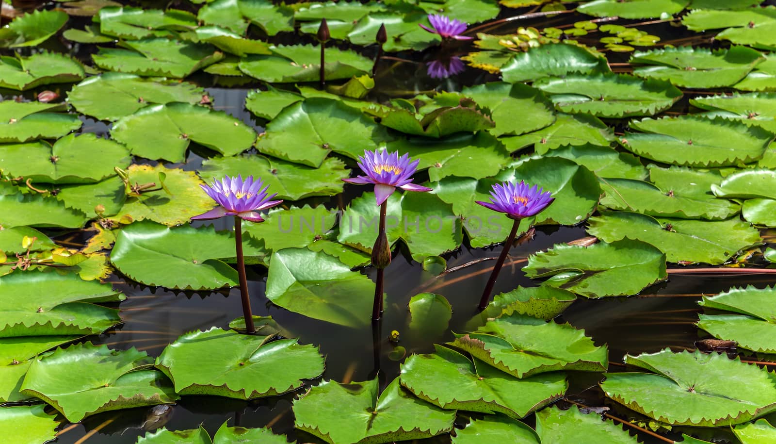 Pink Lotus water plant with reflection in a pond