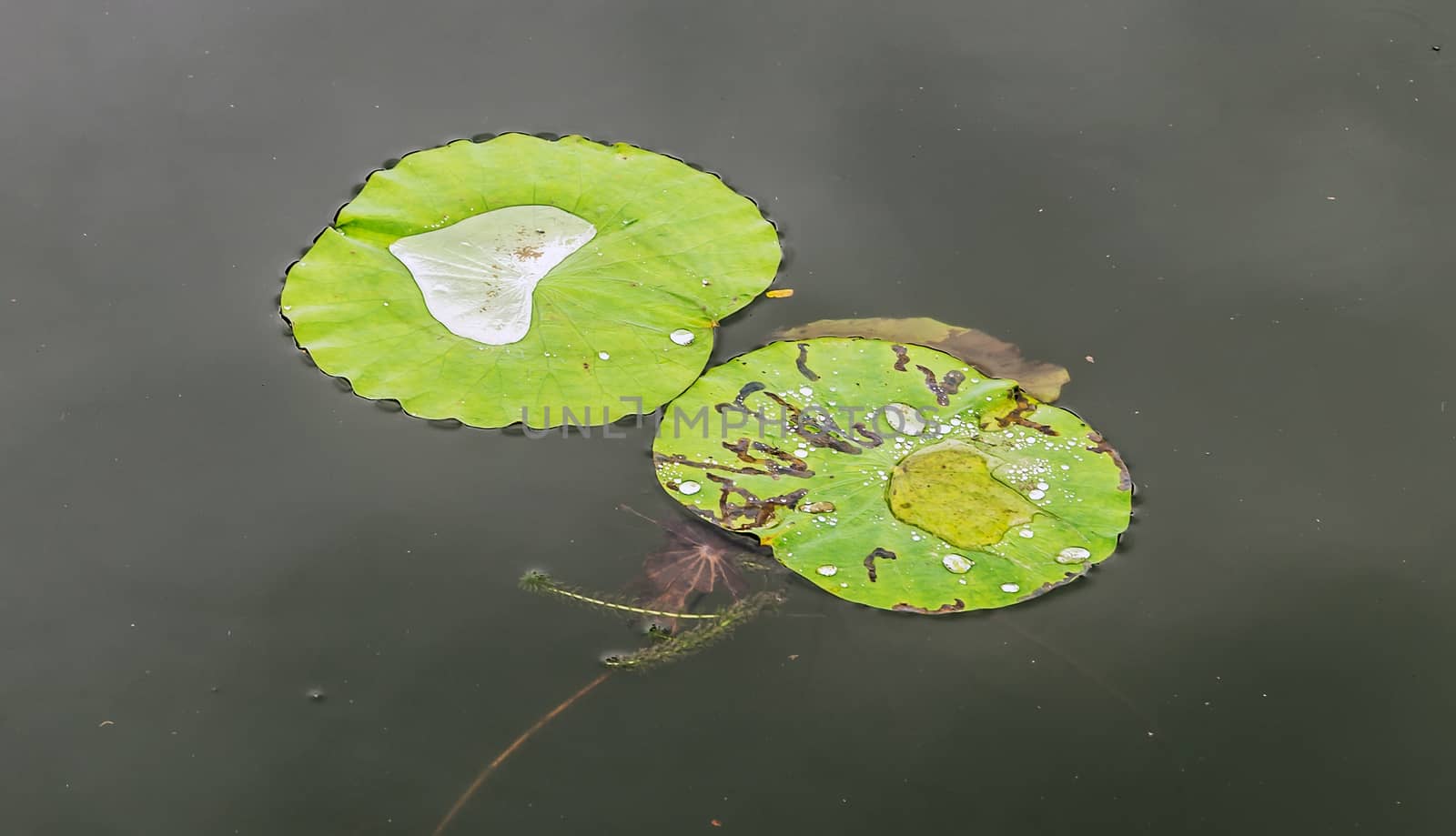 garden pond water drops plant lotus