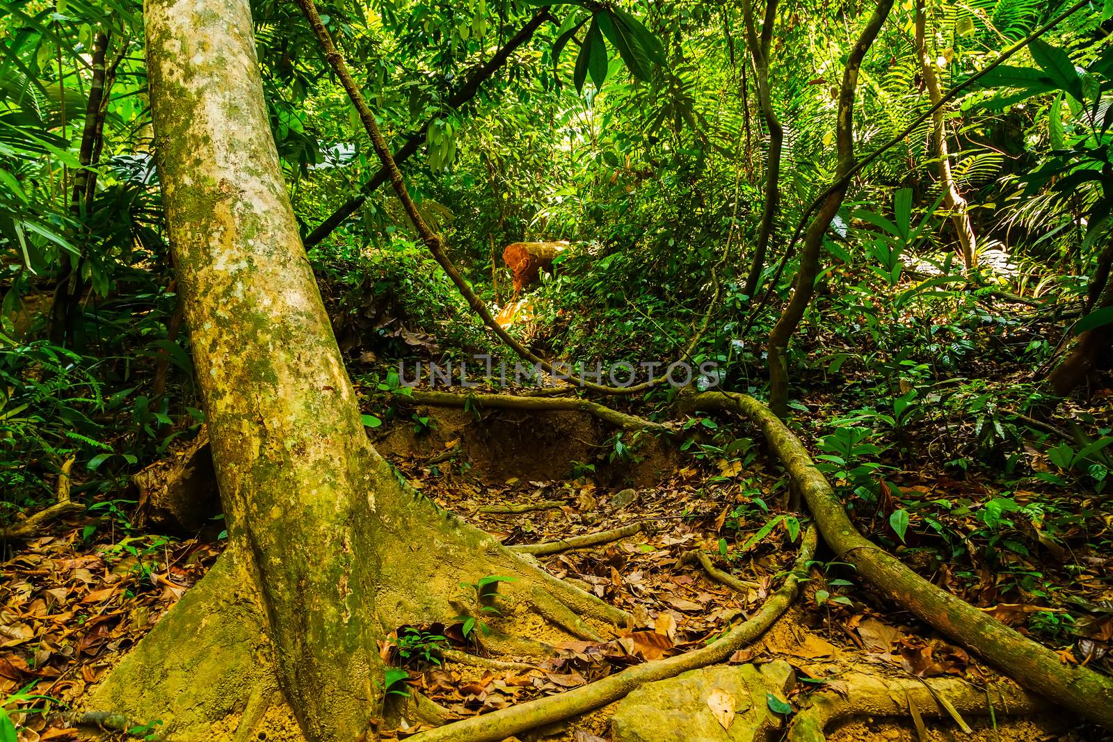background rainforest wild rainforest nature