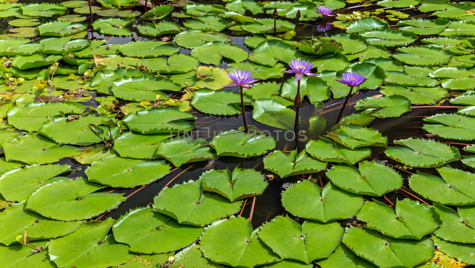 Lotuses green leaf Water lilies background