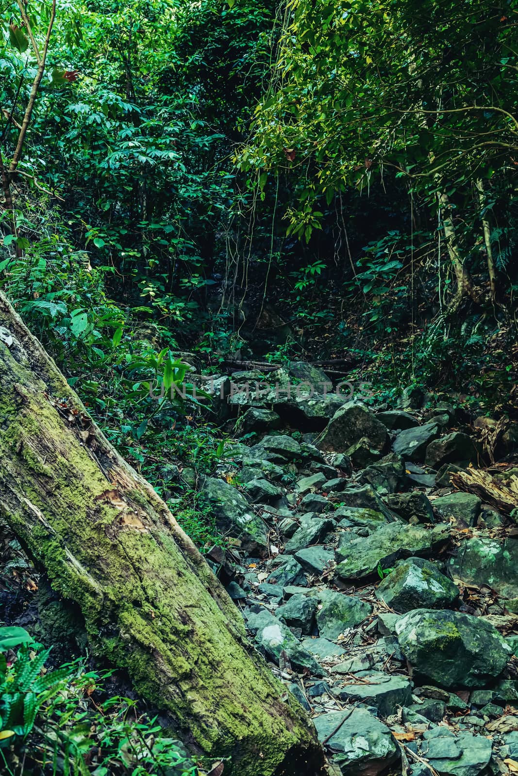 wildlife of tropical forest nature tree plant
