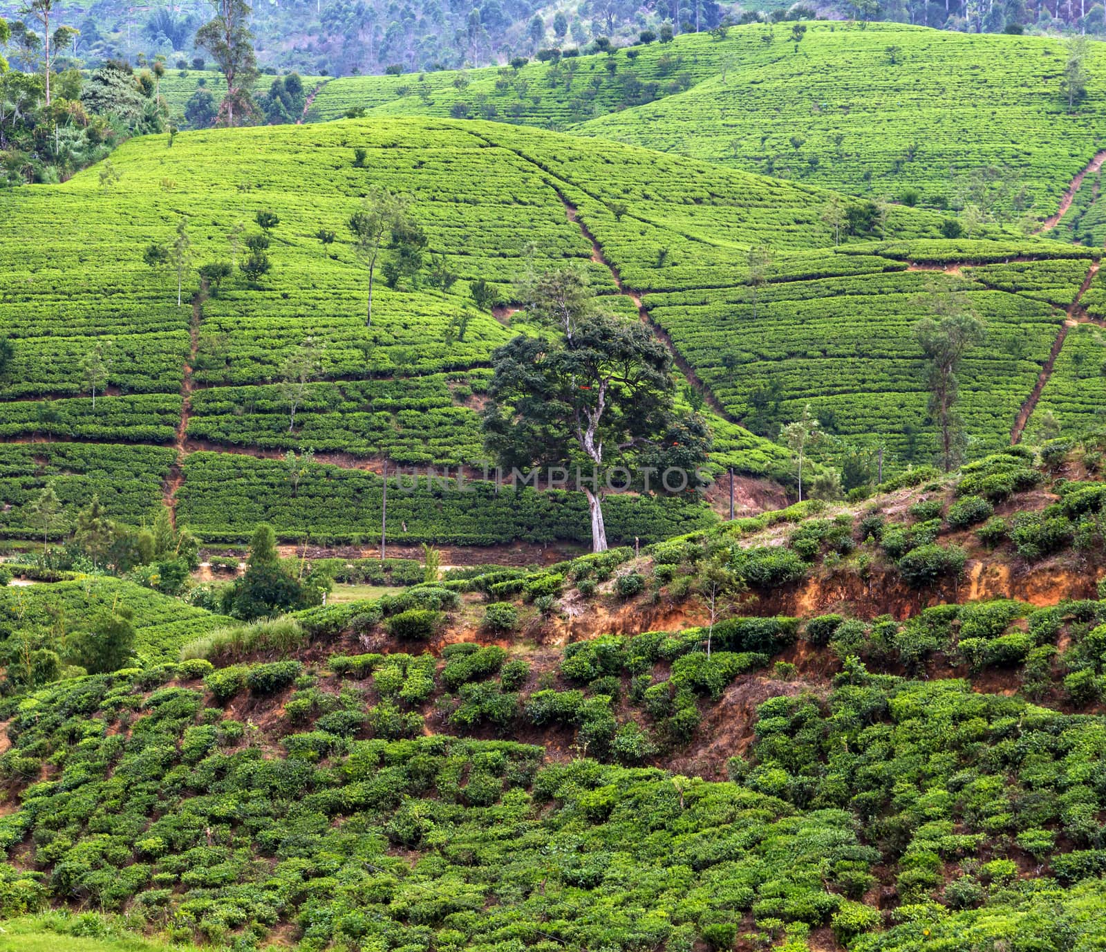 Tea farm green field plantations agricultural landscape