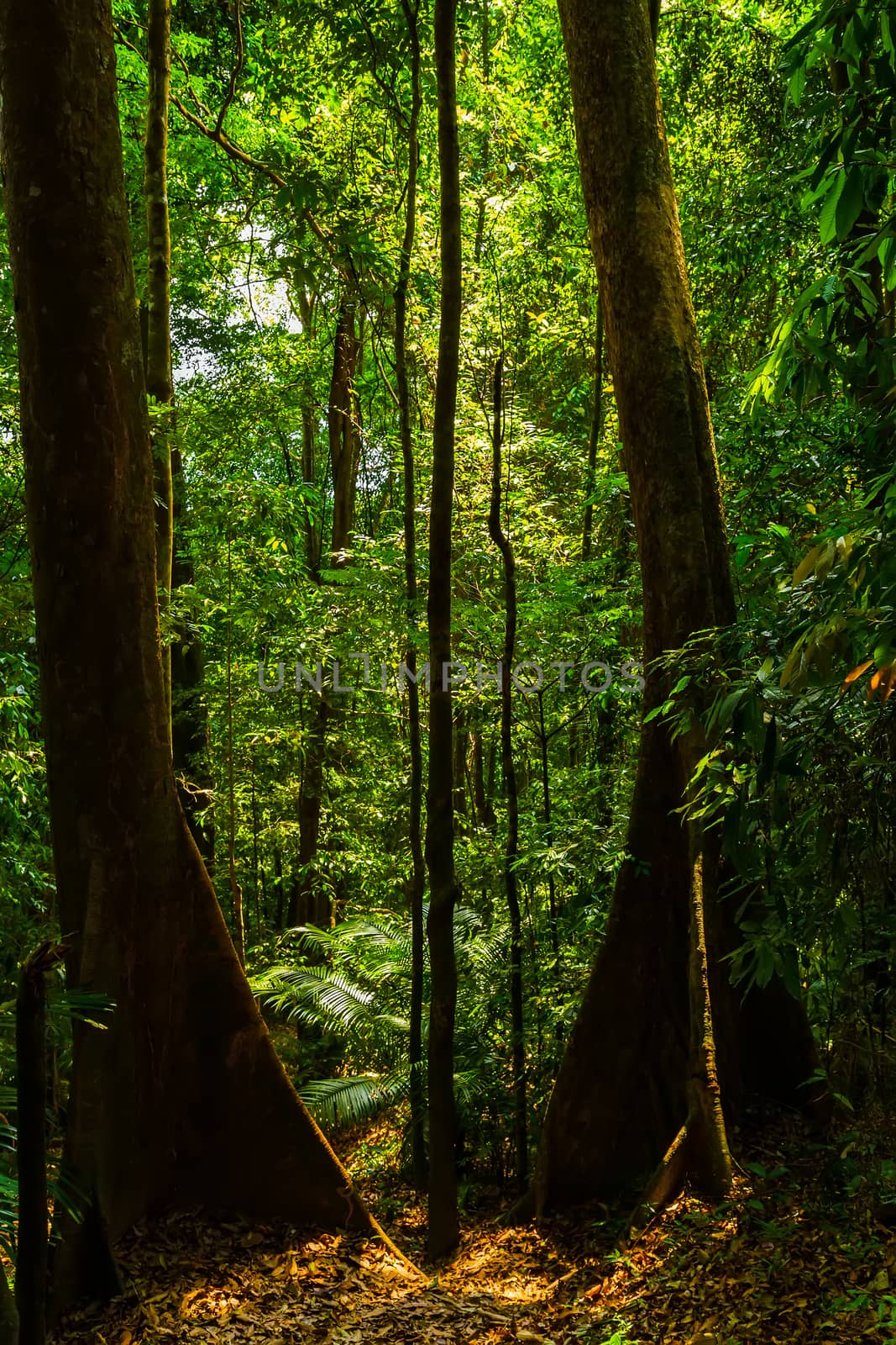 tropical jungles deep green background