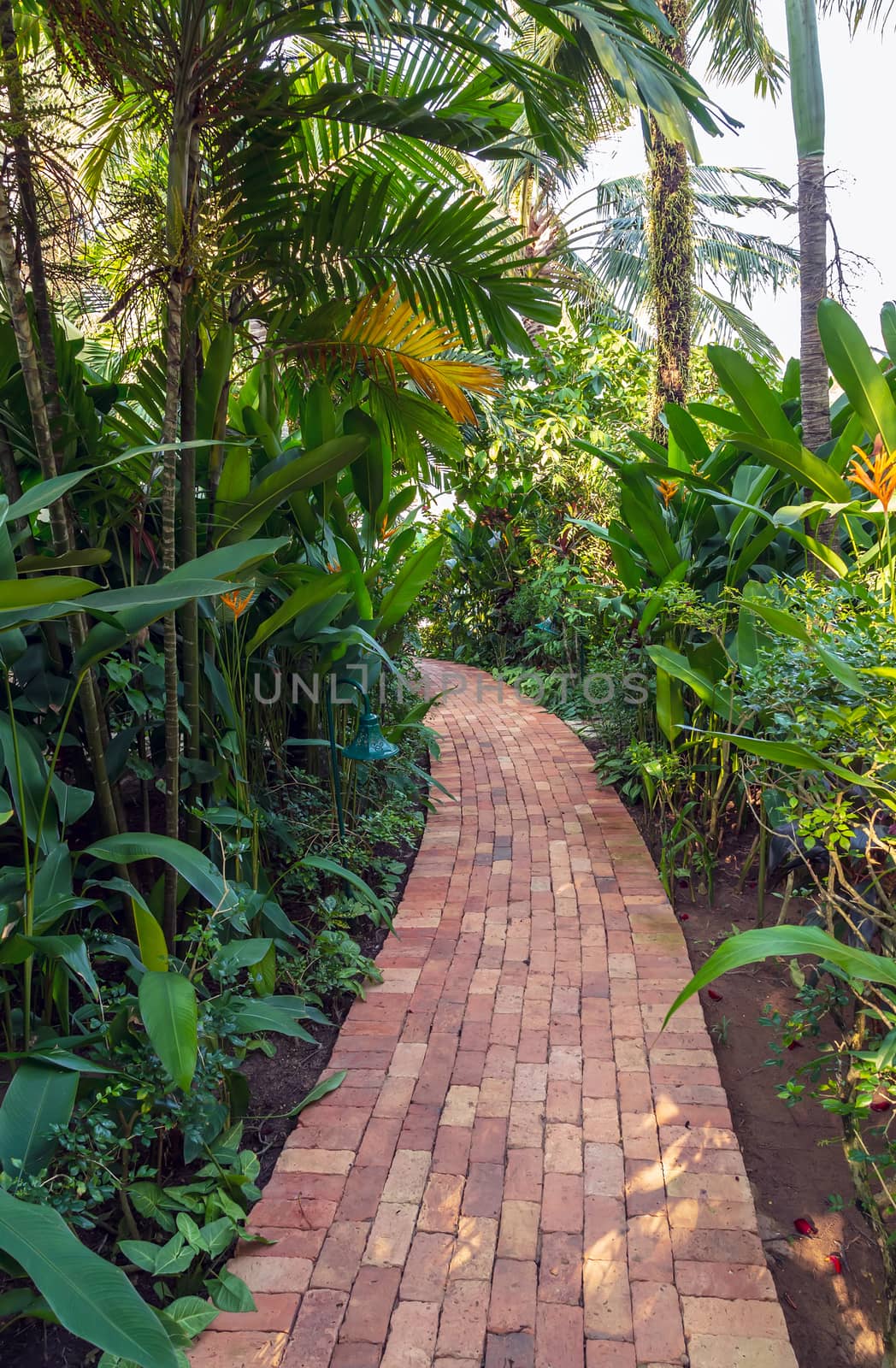 Footpath in tropical jungles exotic orange big flower bird of paradise (strelitzia flower). Road was paved with stone.