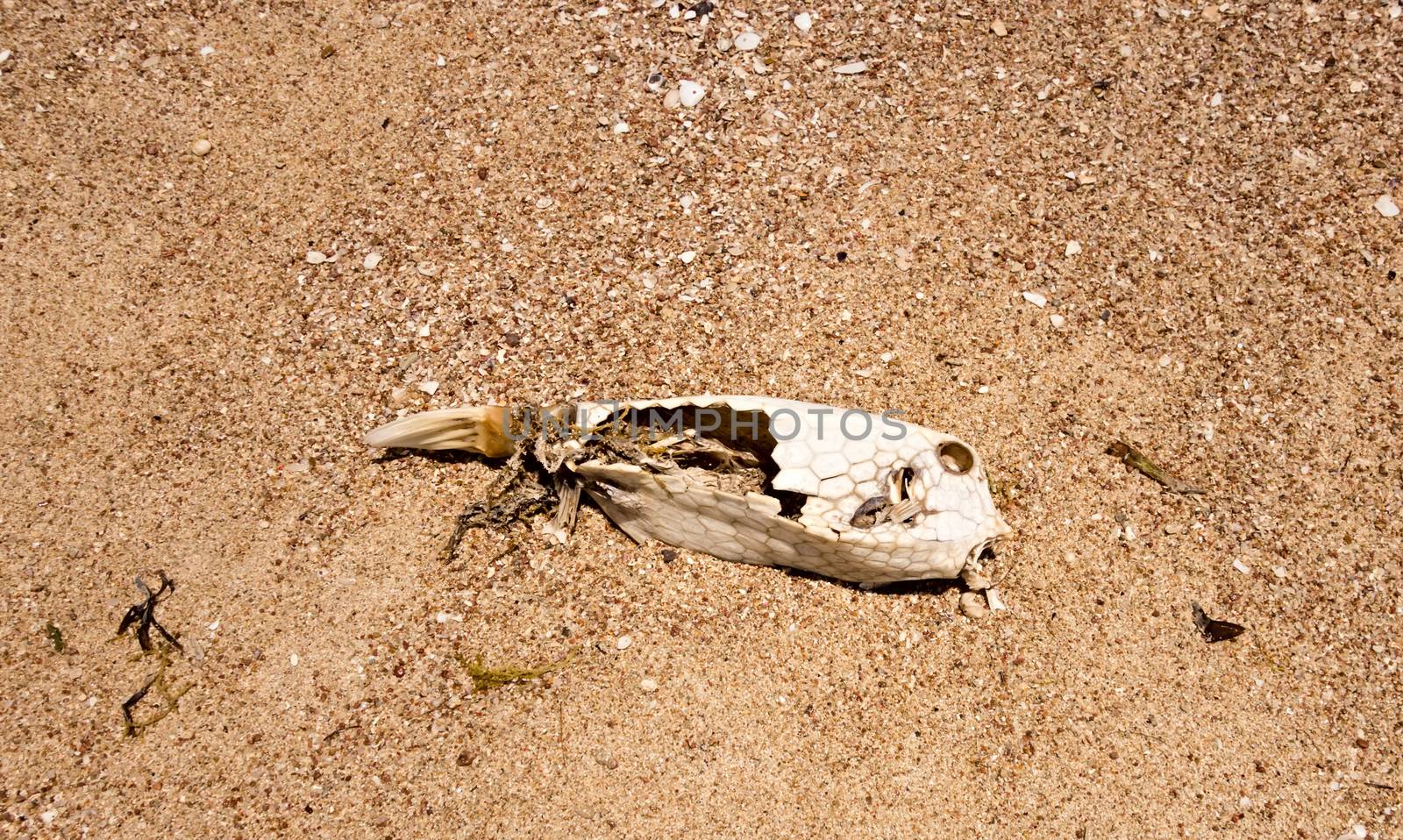 fish dead skeleton carcass on the beach.