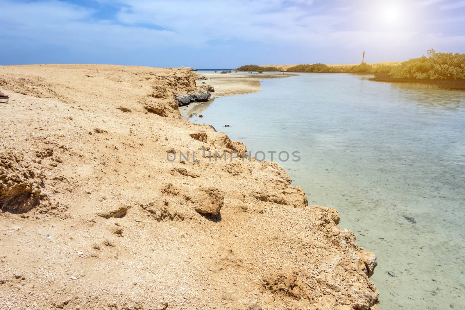 Mangrove channel Avioennia marina sea sand coast shore. Forest in Ras Mohammed National Park. Sharm el Sheikh, Sinai Peninsula, Egypt.