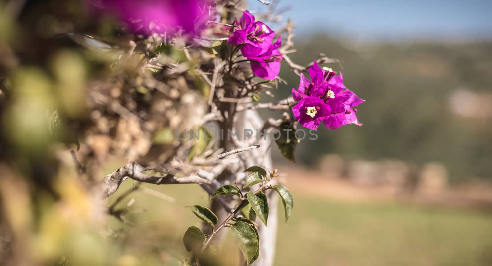 bougainvillea flower on a sunny winter day in Portugal