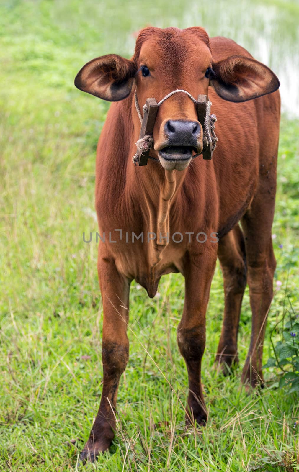 Ox bull animal livestock in the village meadow