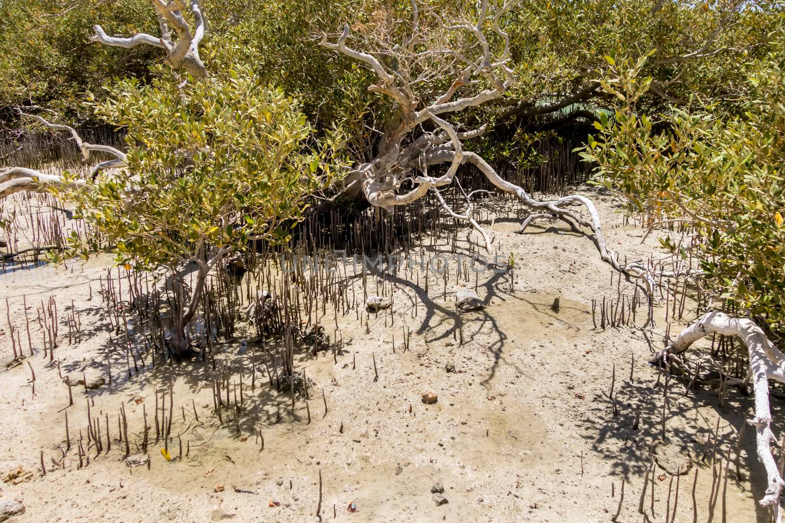 Mangrove channel Avioennia marina sea coast shore tree dry dead bush. Forest in Ras Mohammed National Park. Sharm el Sheikh, Sinai Peninsula, Egypt.