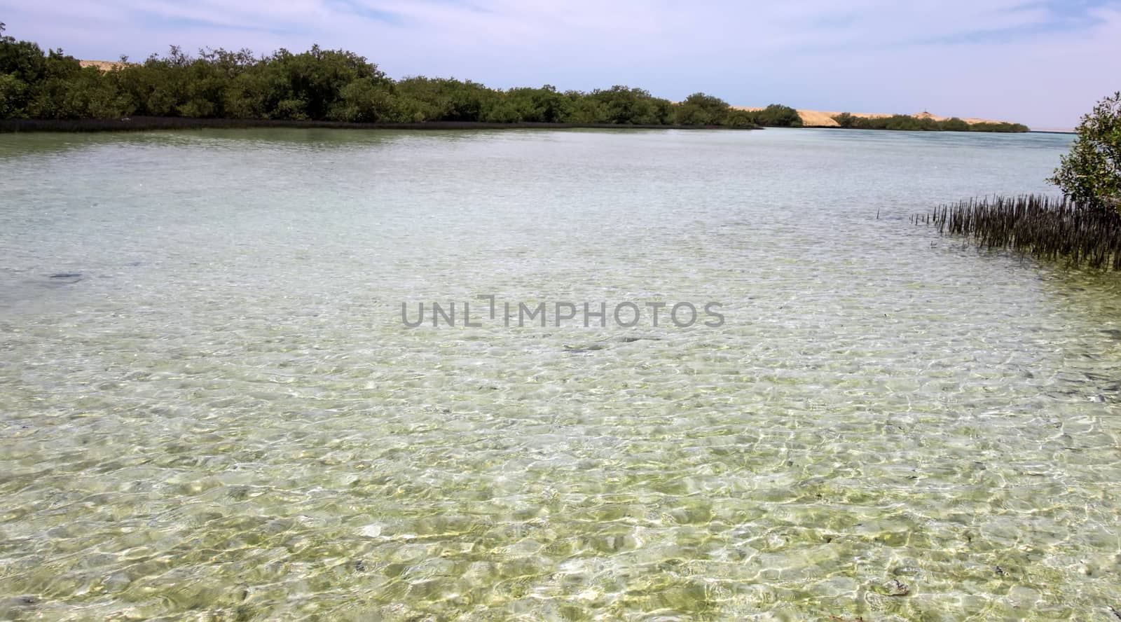 Mangrove channel Avioennia marina sea coast shore. Forest in Ras Mohammed National Park. Sharm el Sheikh, Sinai Peninsula, Egypt.