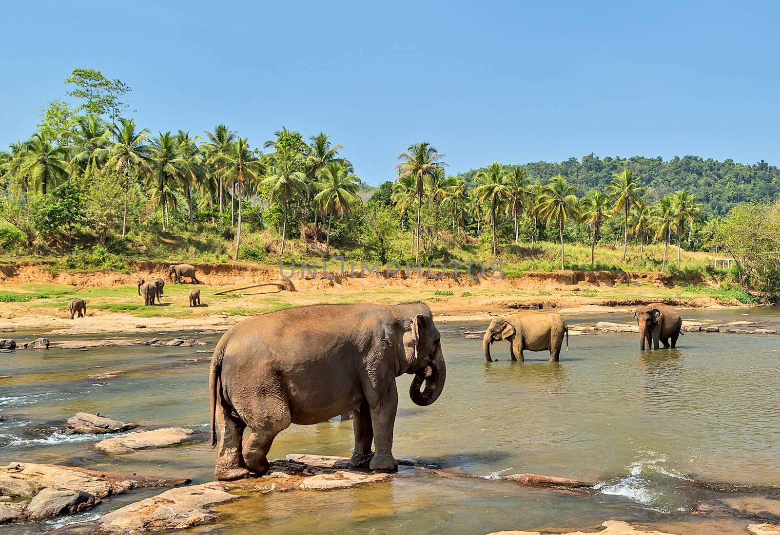Elephant family Asia Jungle river washing water. Ceylon, Sri Lanka.