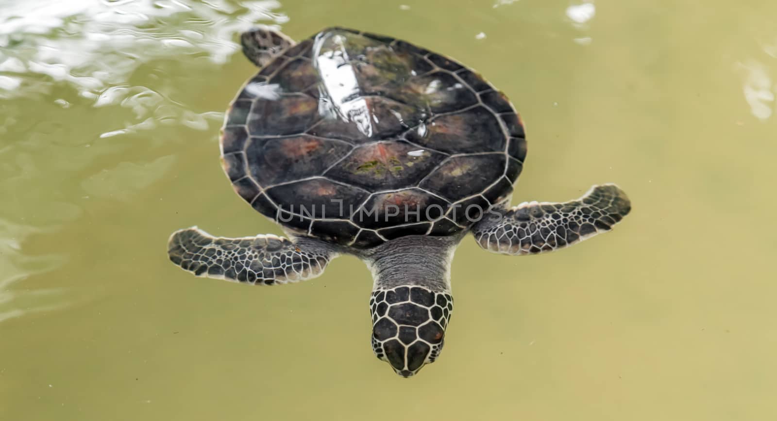 Sea turtle floating water surface