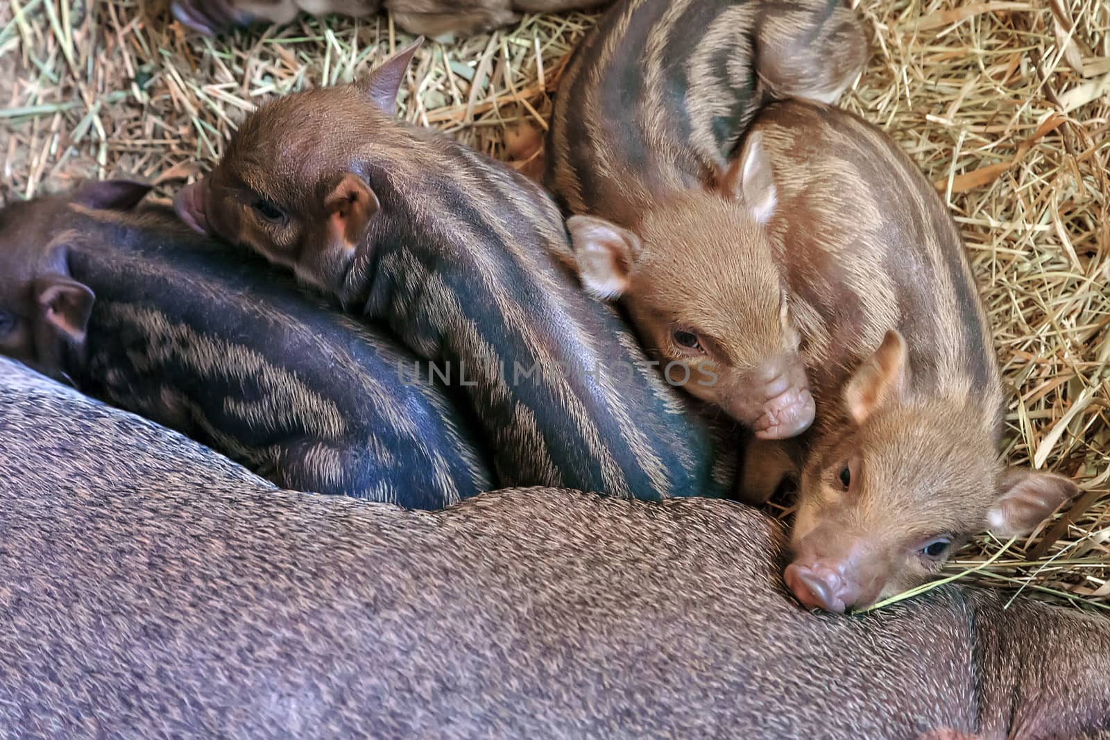 vietnamese domestic pig Pot-bellied farm industry pic piglet mother with young livestock