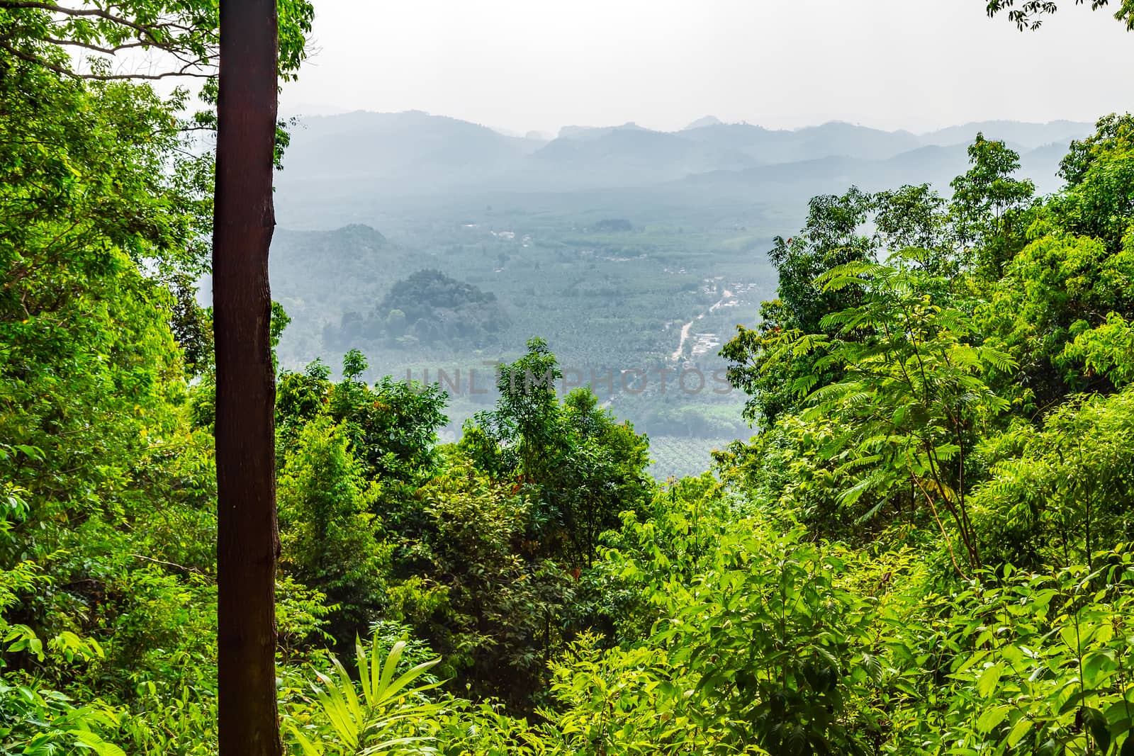 jungle landscape tropical rain forest