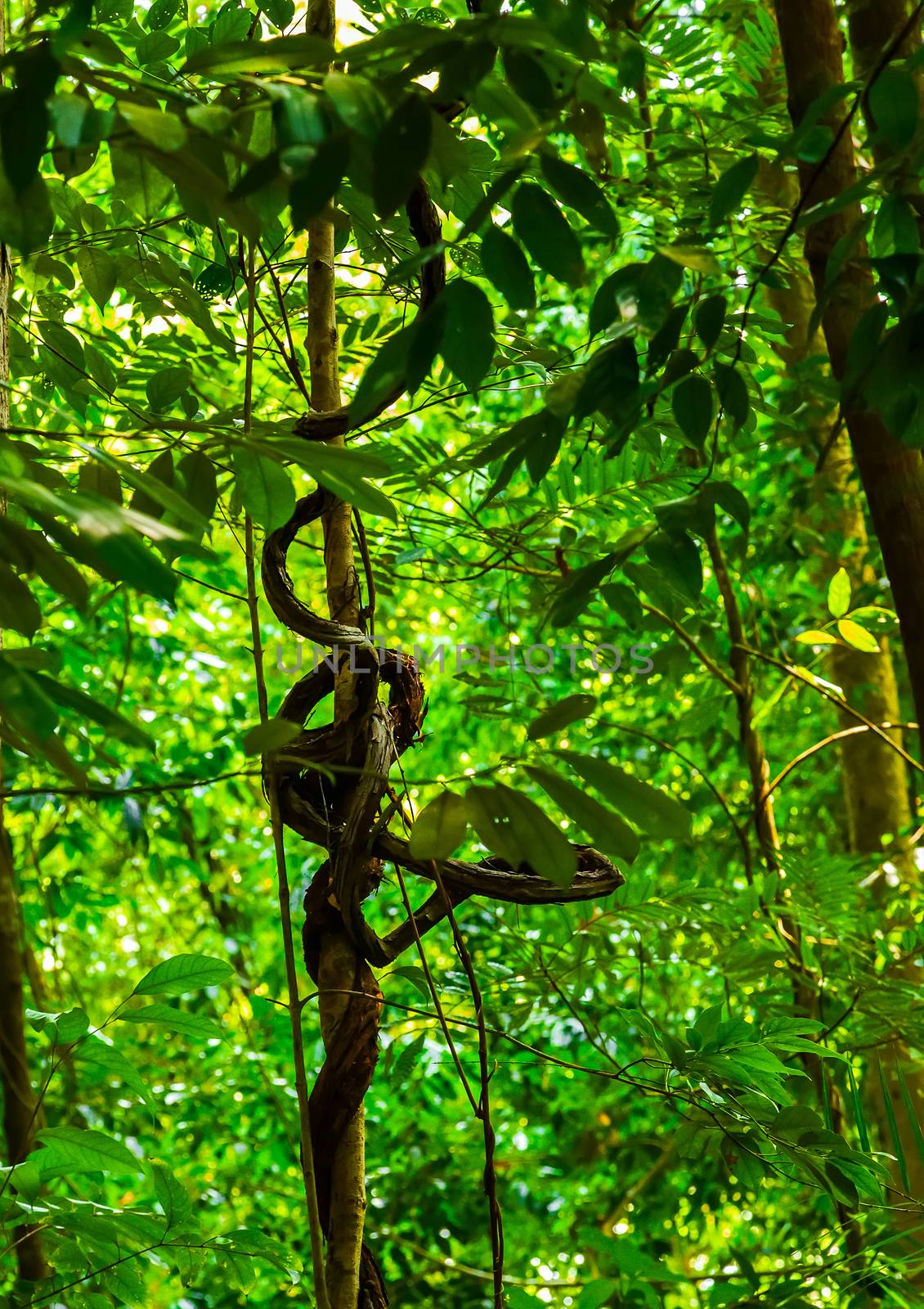 vine plant tropic jungle scene Background