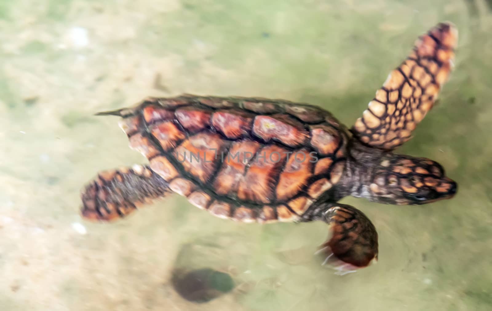 Baby sea green turtle closeup ecosystem Sri Lanka.