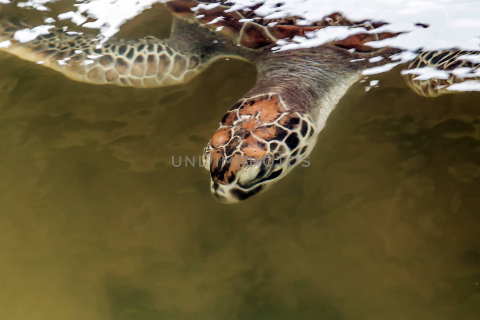 Sea turtle swimming over coast of Ceylon Sri Lanka.