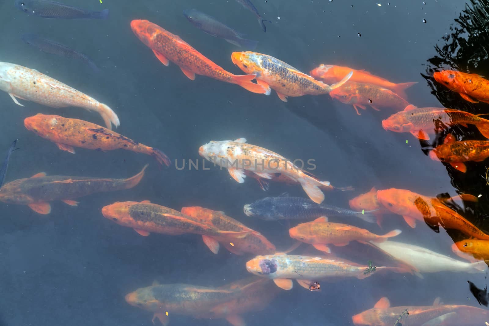 Koi Fish carp animal. Japan colored carp japanese Fish swimming in pond top view underwater