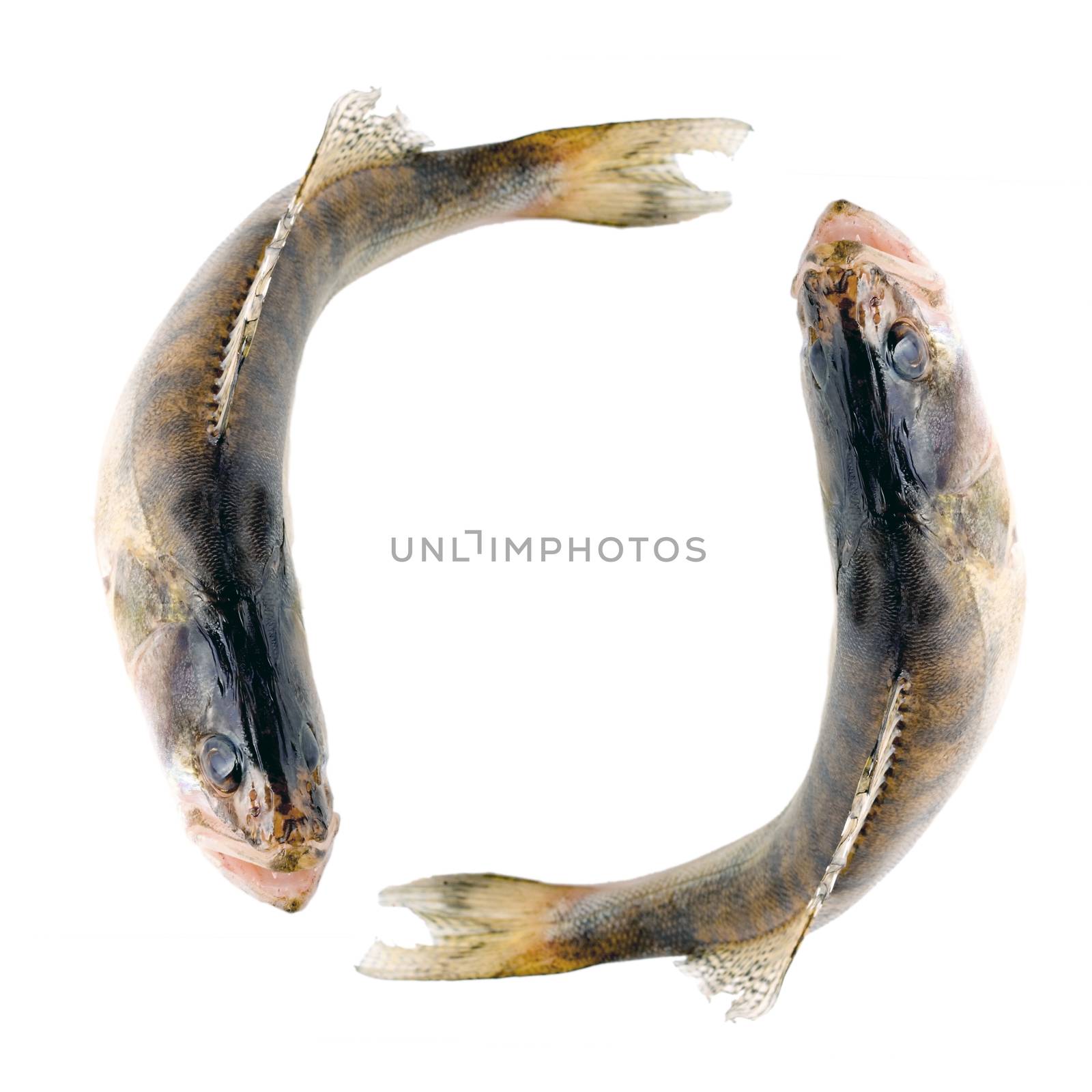 Walleye or Zander tail fish close up isolated on white background