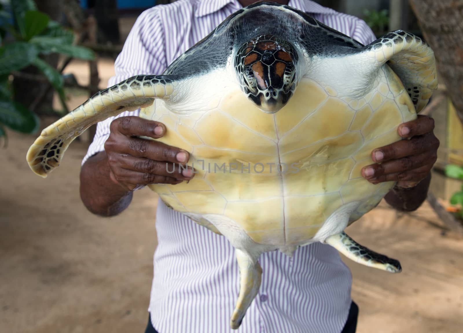 Hawaiian Green turtle marine animal Close-up portrait Man hand holding