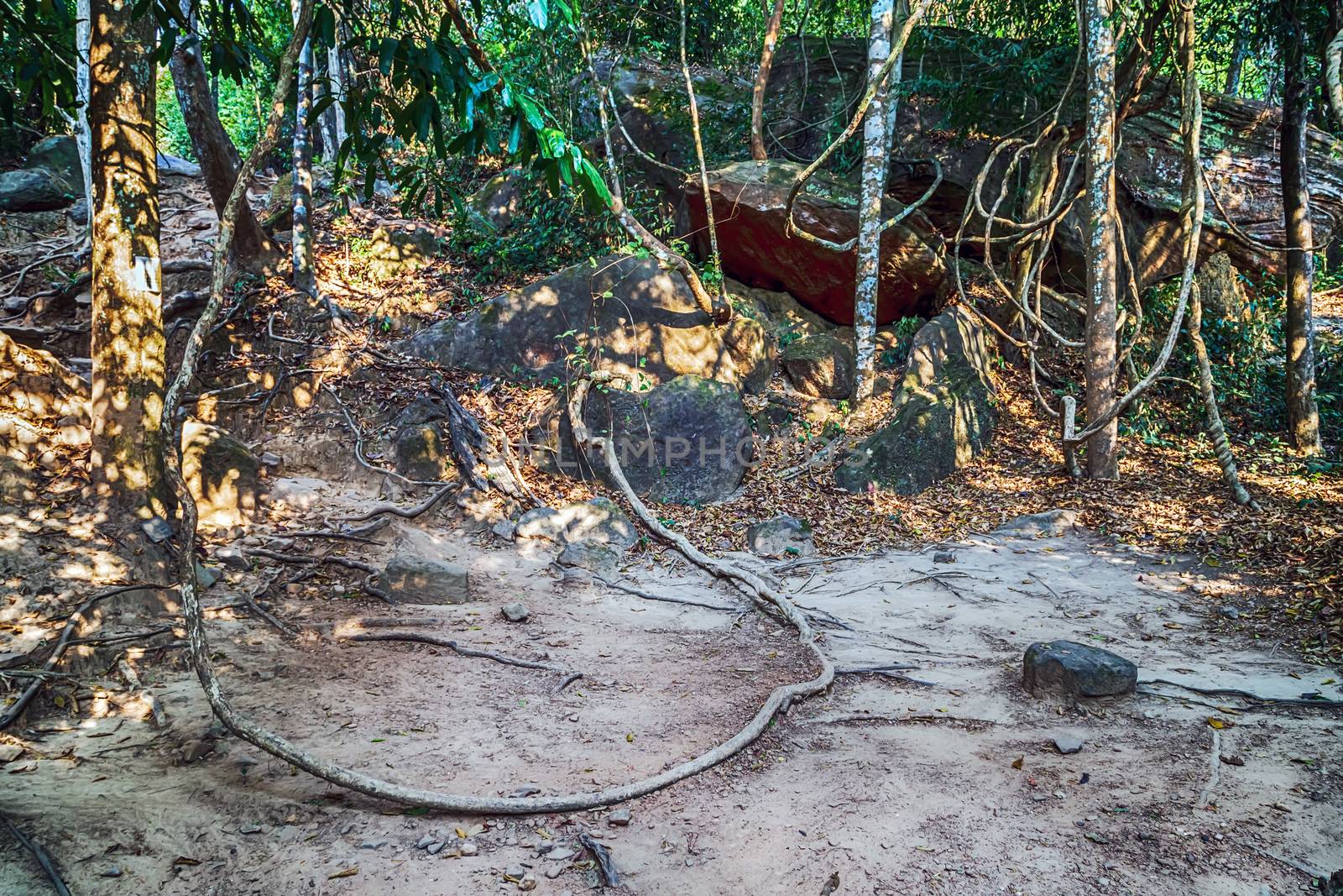 Kbal Spean Closeup big tree root in the jungle Walk ancient Angkor temples. Phnom Kulen in Cambodia, located in the Phnom Kulen mountain massif in Siem Reap Province. Tour of Cambodia's jungles.