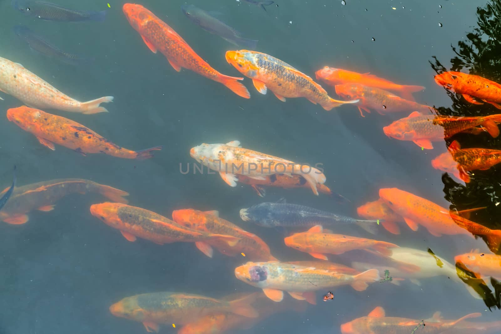 Koi Fish carp animal. Japan colored carp japanese Fish swimming in pond top view underwater