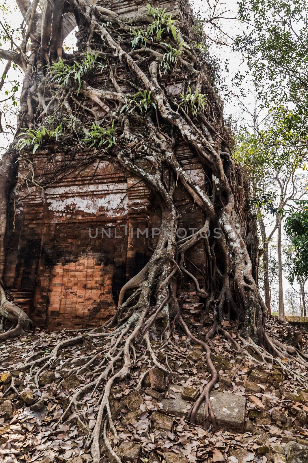 Ancient Wooden Roots of big trees Tower Prasat Pram Temple ruins of Koh Ker Siem Reap Cambodia. Angkor Cities and Temples Khmer architecture monument.