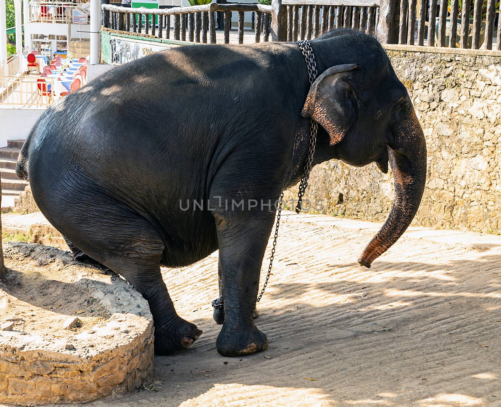 Elephants wild animals, Sri Lanka