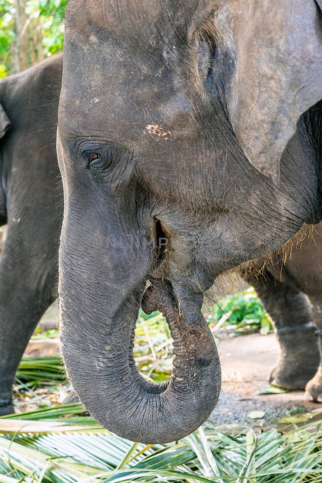 Elephants farm animals, Sri Lanka