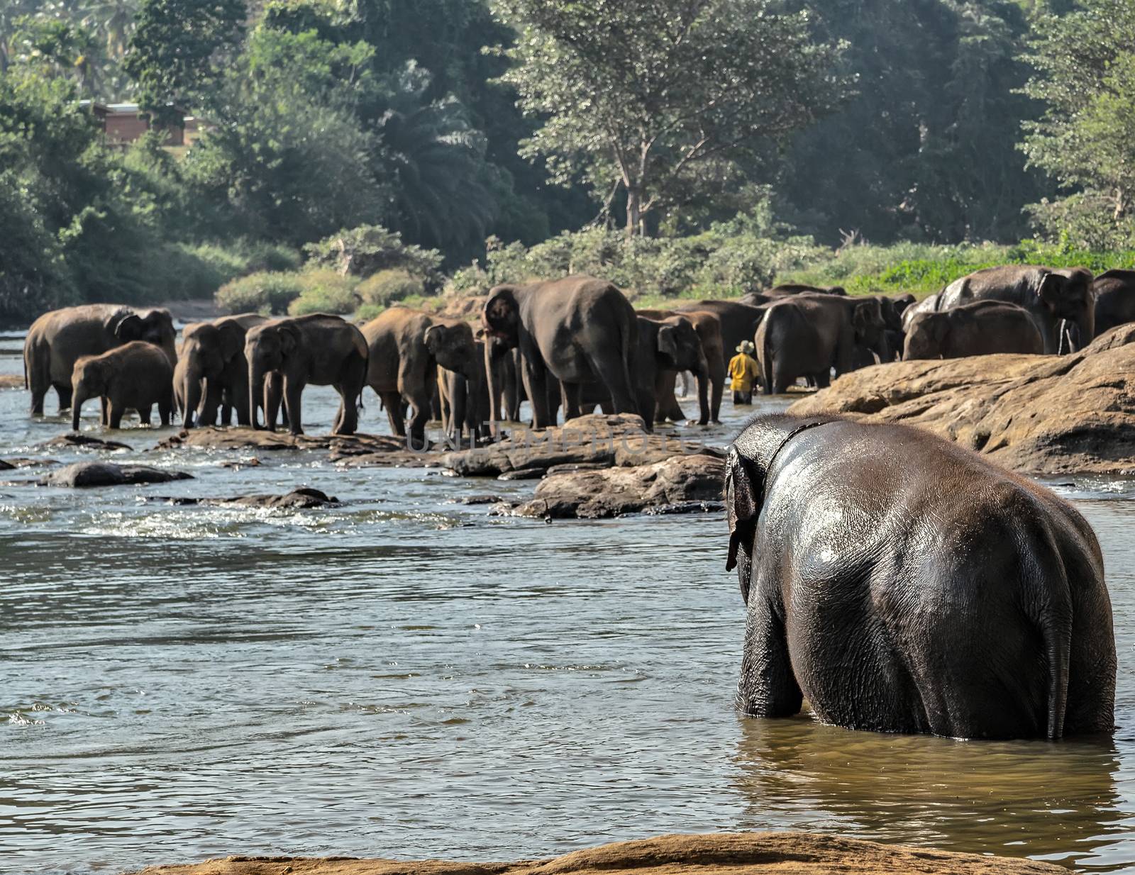 Elephants bathing in the river wild animals, Sri Lanka