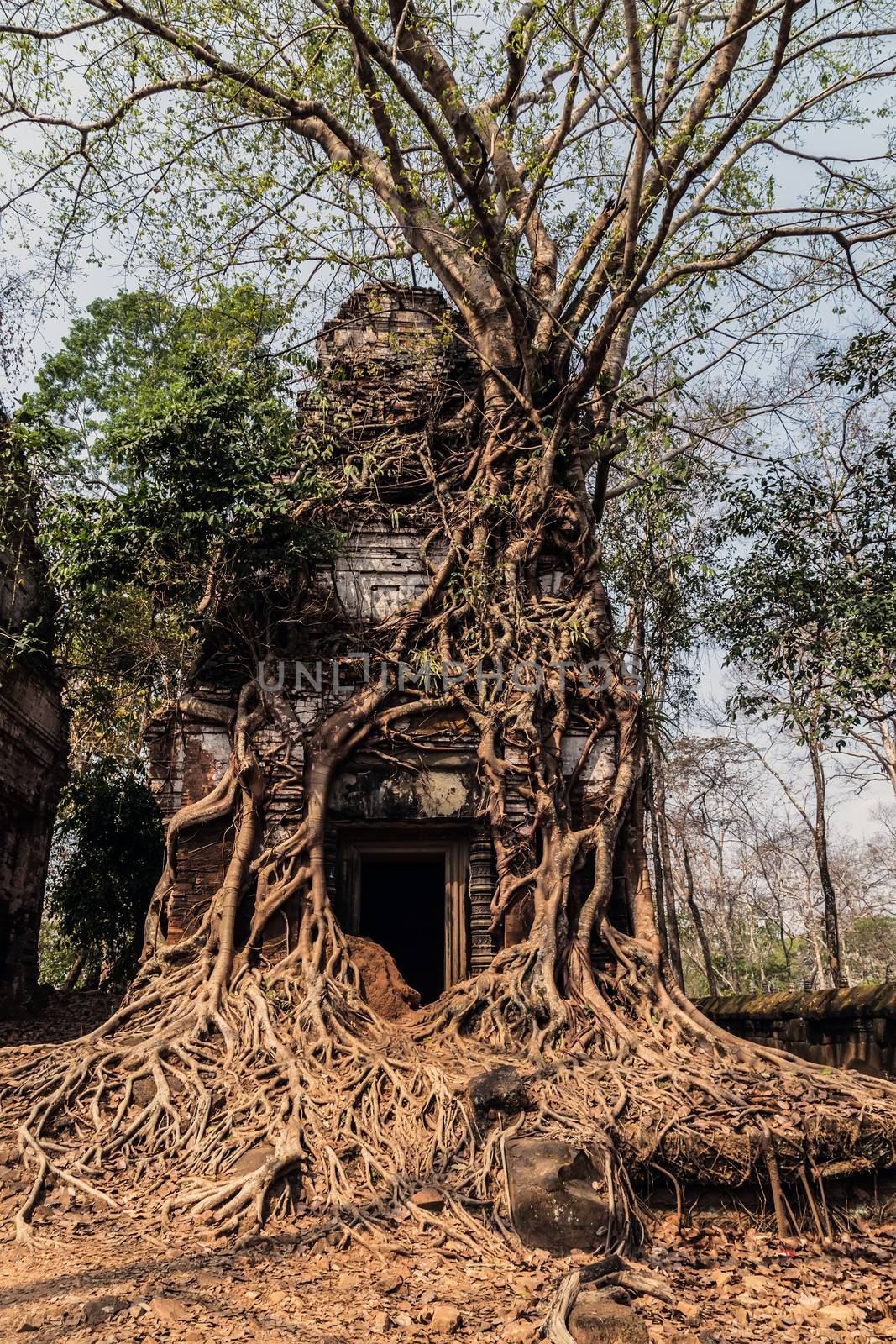 Wooden Roots of big trees Tower Prasat Pram Temple ruins of Koh Ker Siem Reap Cambodia. Angkor Cities and Temples Khmer architecture monument. Archaeological Landscape of Koh Ker, Northwest Cambodia