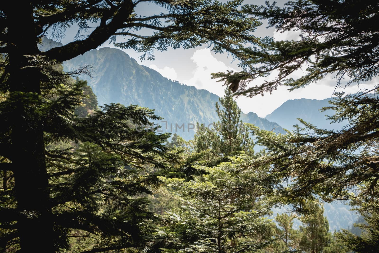 view of the Pyrenees mountains behind the trees by AtlanticEUROSTOXX