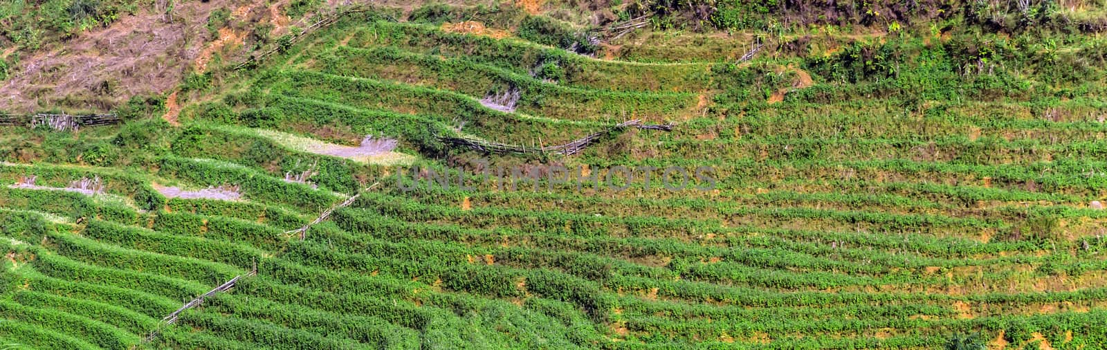 Vietnam Terraced rice field in rice season