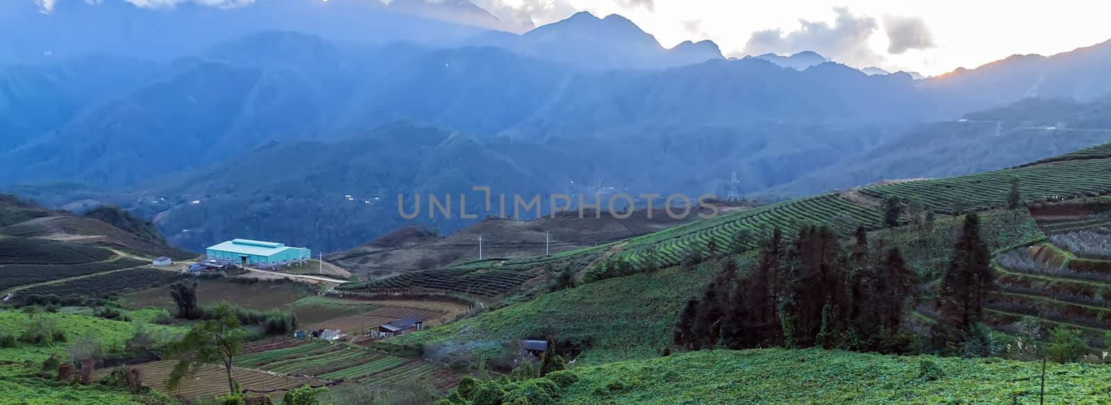 Rice green terrace on fog sunset mountain Vietnam. Rural view farmland and healthy livestock Yen Bai Province, North Vietnam