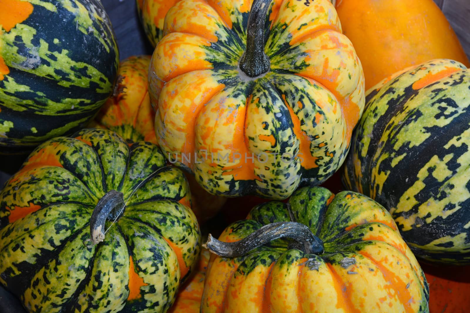 Green and orange colored autumn pumpkins at farmers market