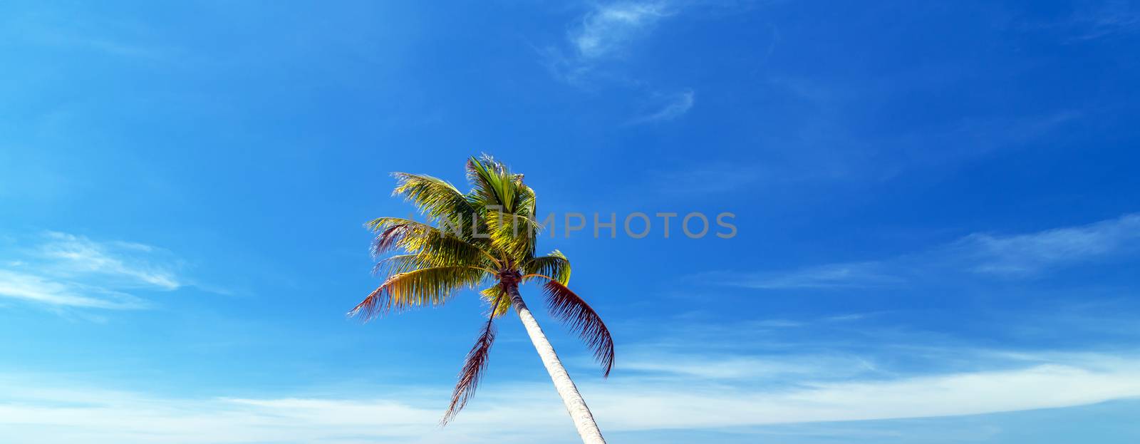 Tropical Coconut palm Tilted trees perspective view on blue sky background.
